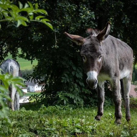 Lägenhet Gidnhof Trins