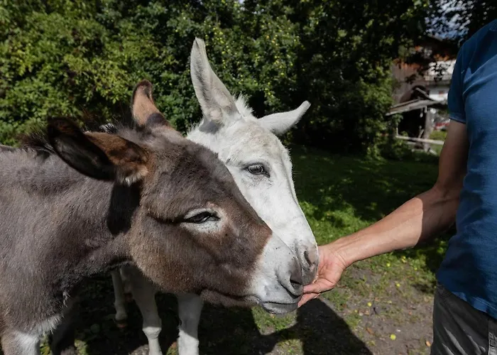 Gidnhof * Тринс