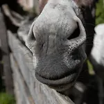 Gidnhof Trins