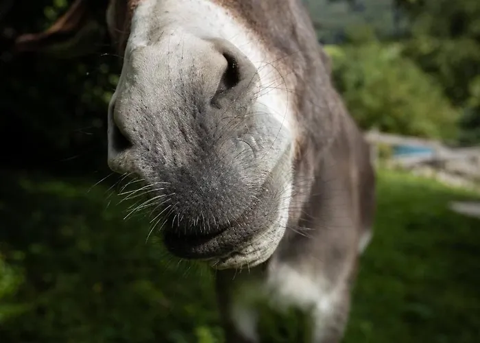 Gidnhof トリンス