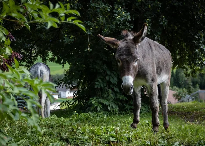 アパート Gidnhof トリンス